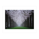Cherry trees in the fog (Print Only) thumbnail