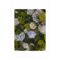 Hydrangeas | Portrait (Print Only)