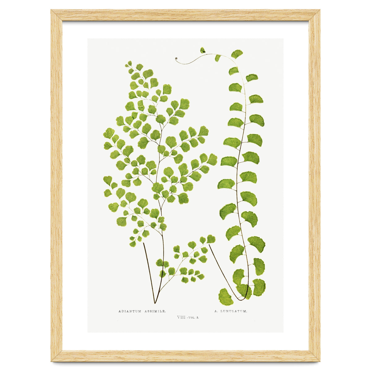 Edward Joseph Lowe – Adiantum Assimile and Adiantum Lunulatum (1856–1860)