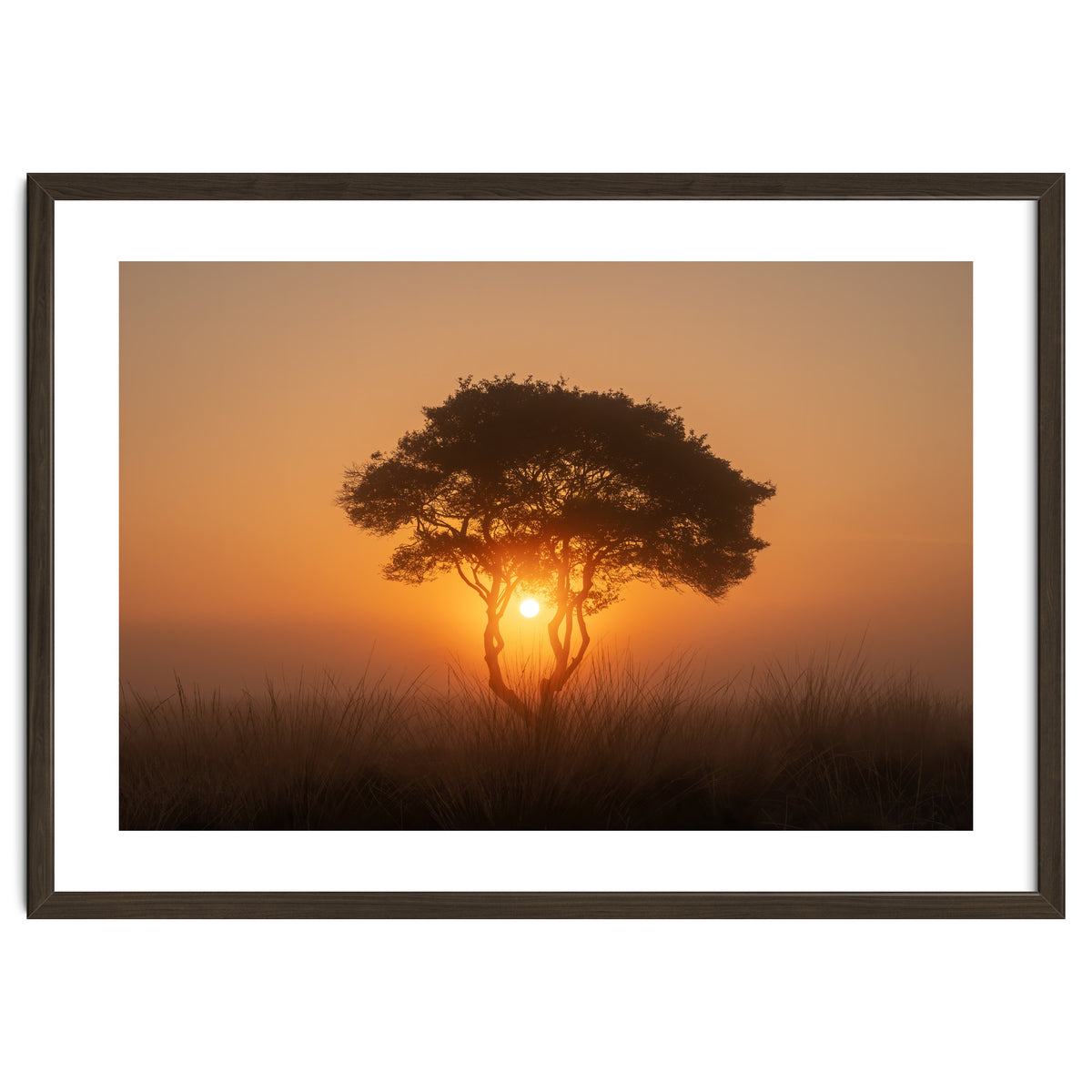Tree at sunrise
