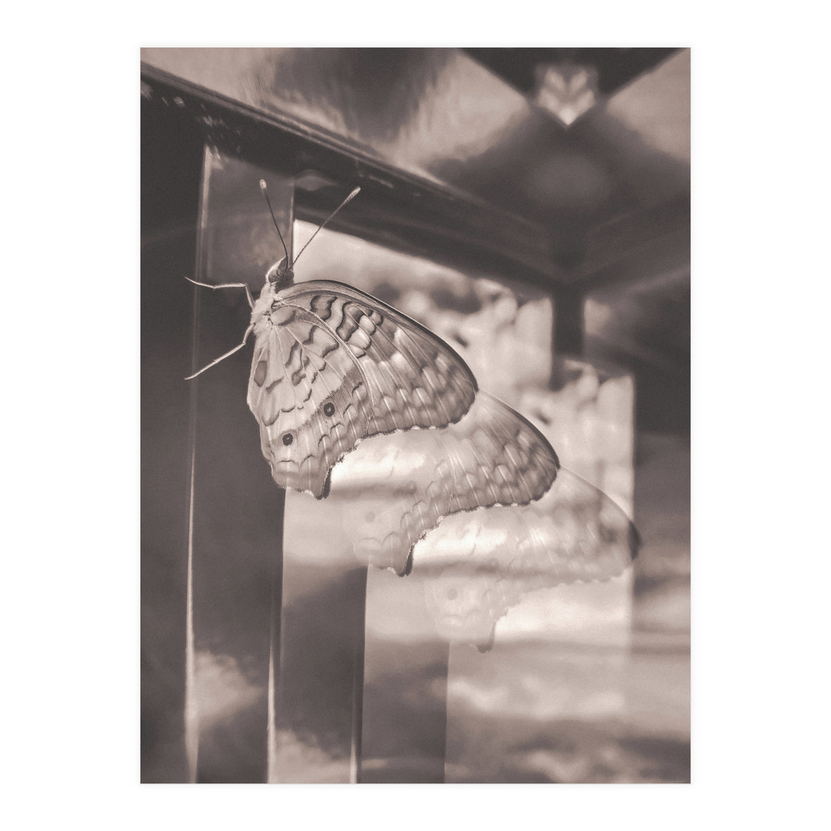 Evolving | Sepia (Print Only)