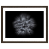 Backyard Flowers In Black And White No 66 Flow Version thumbnail