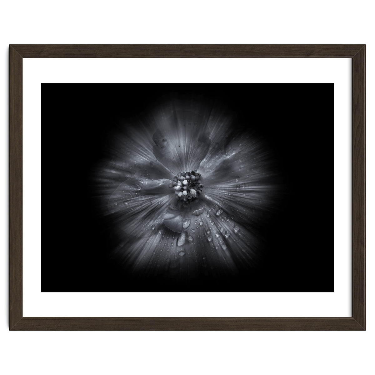 Backyard Flowers In Black And White No 66 Flow Version