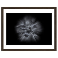 Backyard Flowers In Black And White No 66 Flow Version