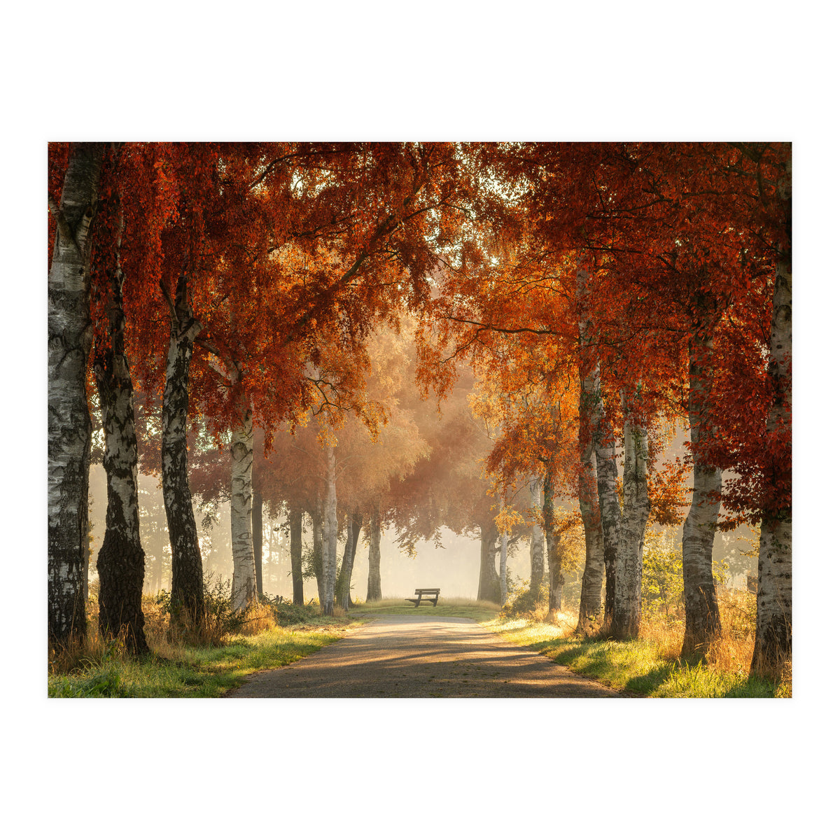 Red autumn (Print Only)