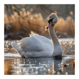 Majestic Swan On Calm Water During Sunset Nature Scene (Print Only) thumbnail