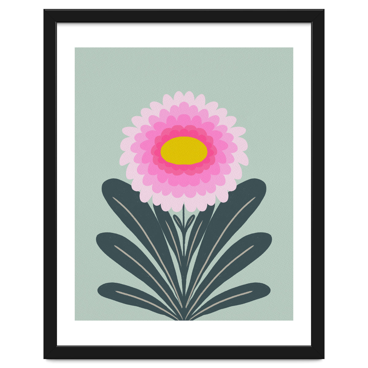 Chrysanthemum - turquoise and pink