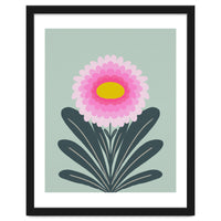 Chrysanthemum - turquoise and pink