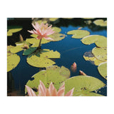 Lotus Pond | Landscape (Print Only) thumbnail