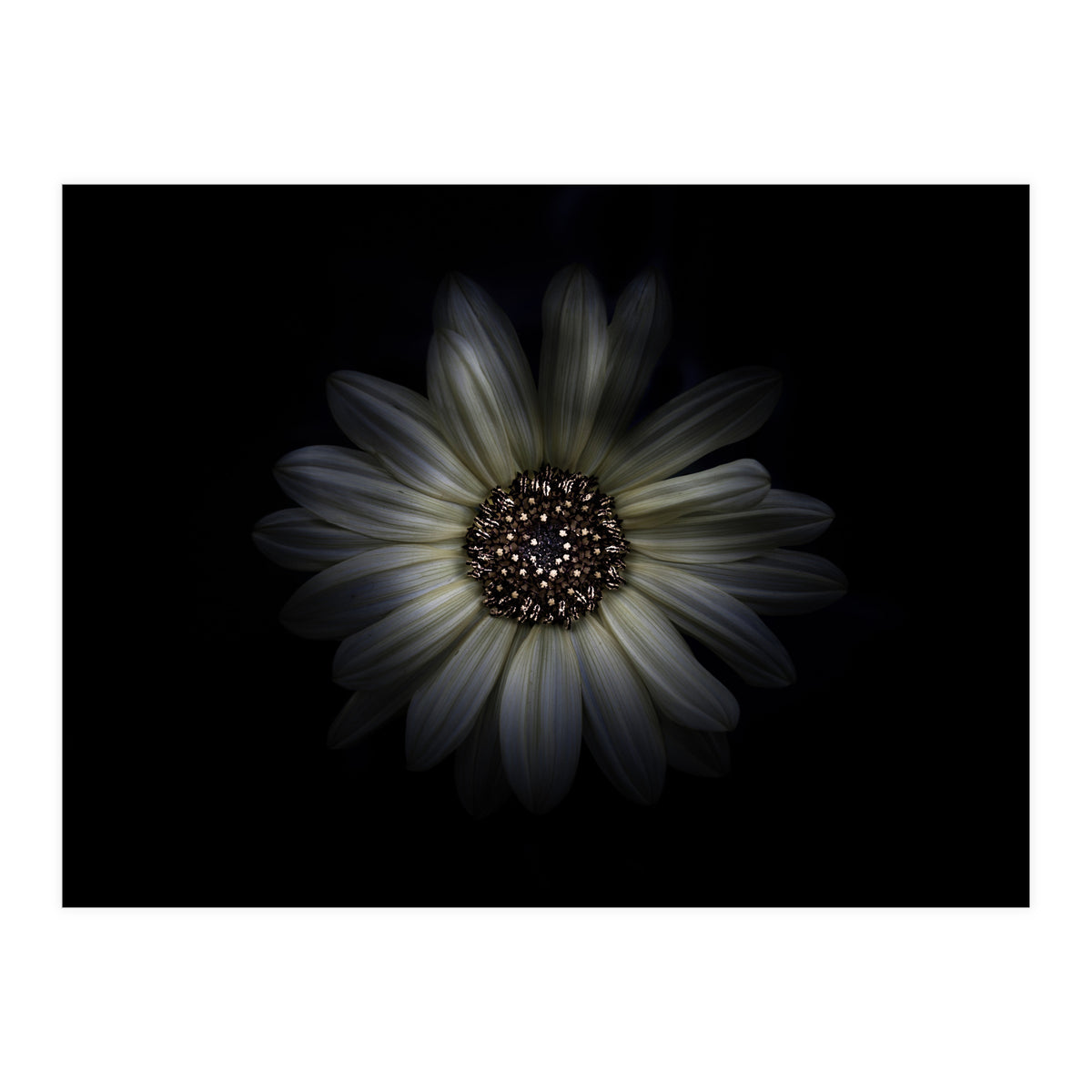 Backyard Flowers No 27 Color Version (Print Only)