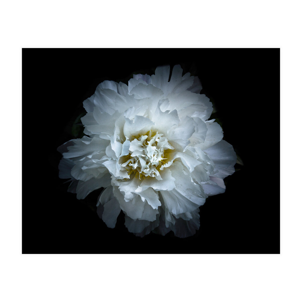 Backyard Flowers No 90 Color Version (Print Only)