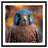 Close Up Of A Kestrel Bird Of Prey Portrait thumbnail