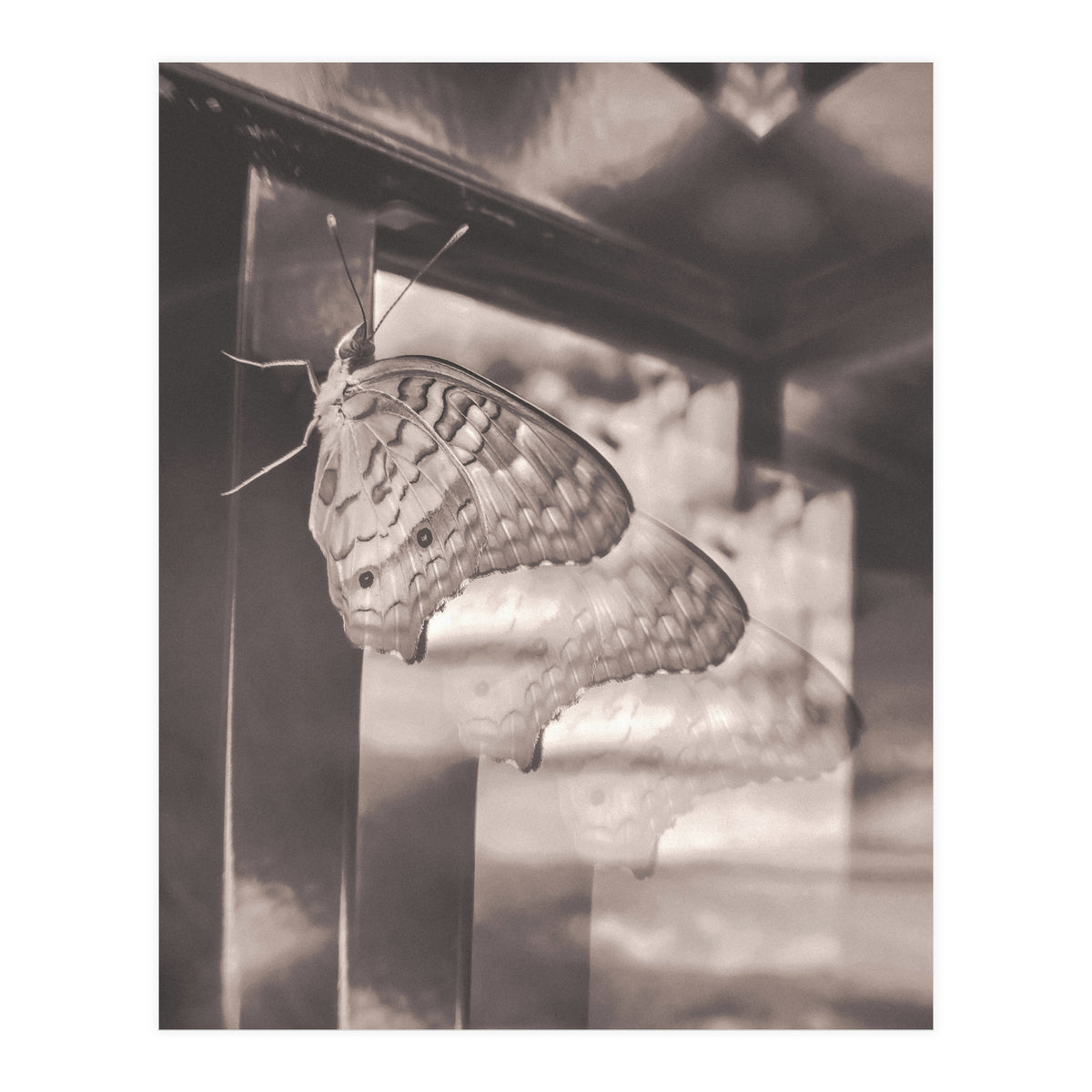 Evolving | Sepia (Print Only)