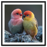 Pair Of Lovebirds Sitting On Rocks thumbnail