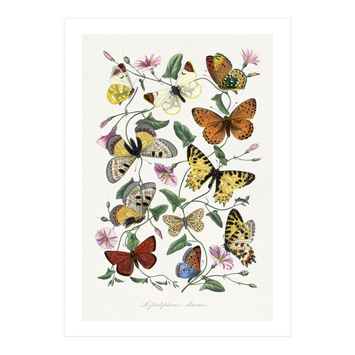 Paul Gervais – Butterfly and Moth Natural History Illustration (1842) (Print Only)