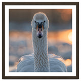 Close Up Portrait Of A Majestic Swan thumbnail