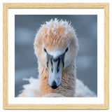 Majestic Swan Covered In Frost And Snow thumbnail