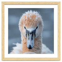 Majestic Swan Covered In Frost And Snow