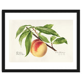 Royal Charles Steadman – Peach Twig (Prunus persica) (1918) thumbnail