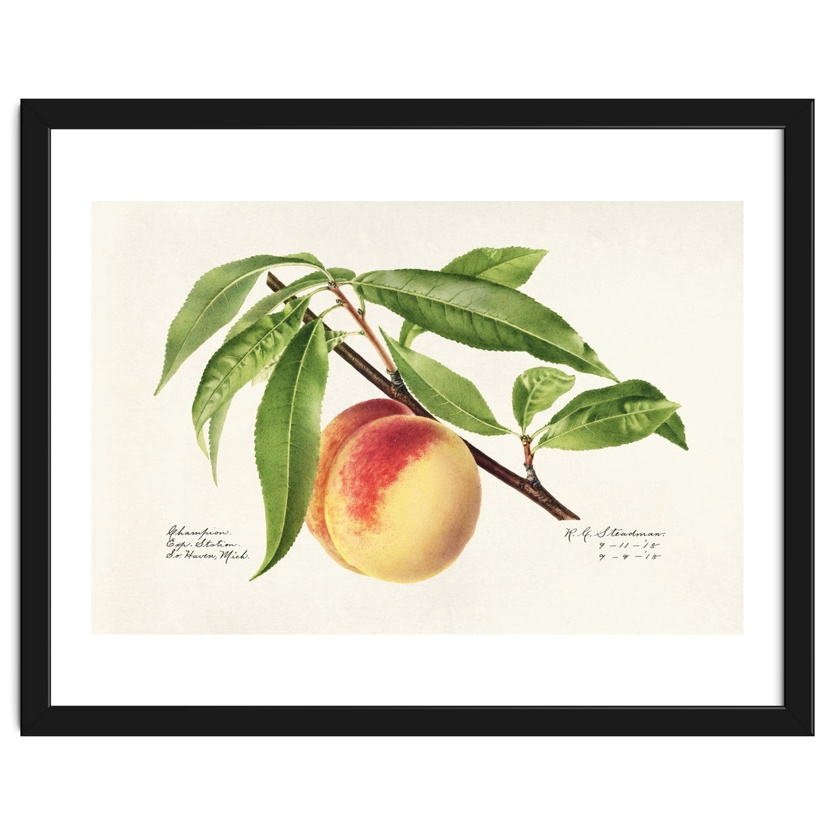Royal Charles Steadman – Peach Twig (Prunus persica) (1918)