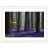 Bluebell forest thumbnail