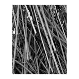 Black Tectorius Plant Shoots Art (Print Only) thumbnail