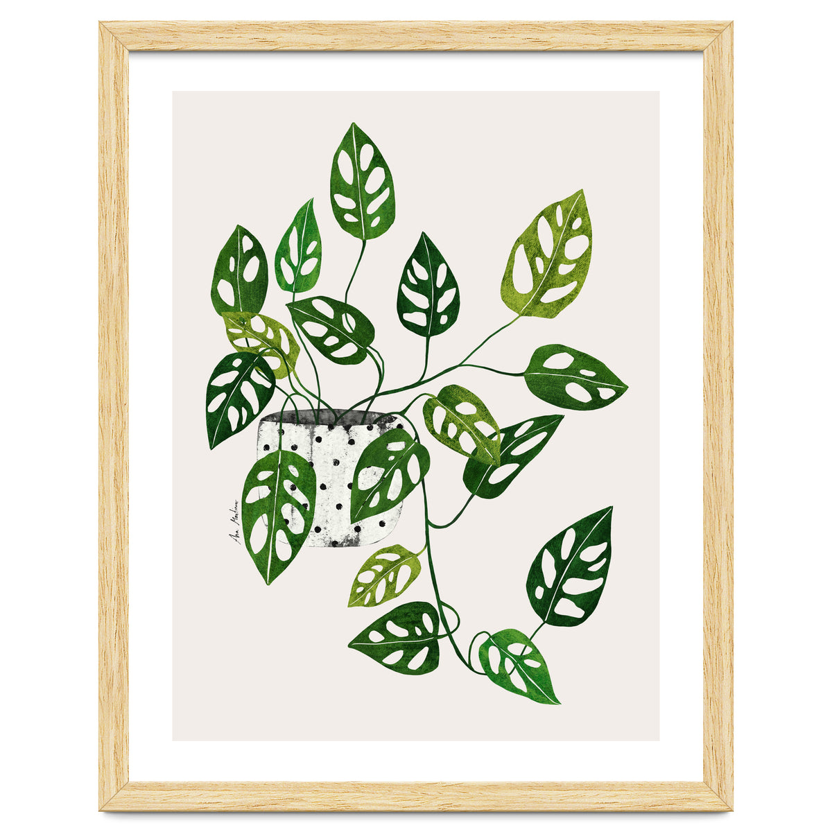 Monstera Obliqua Plant