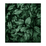 New Foliage Green Ii (Print Only) thumbnail