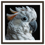 White Cockatoo Parrot With Orange Crest thumbnail