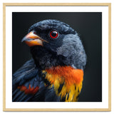 Black Bird With Red Eyes And Orange Chest Feathers thumbnail