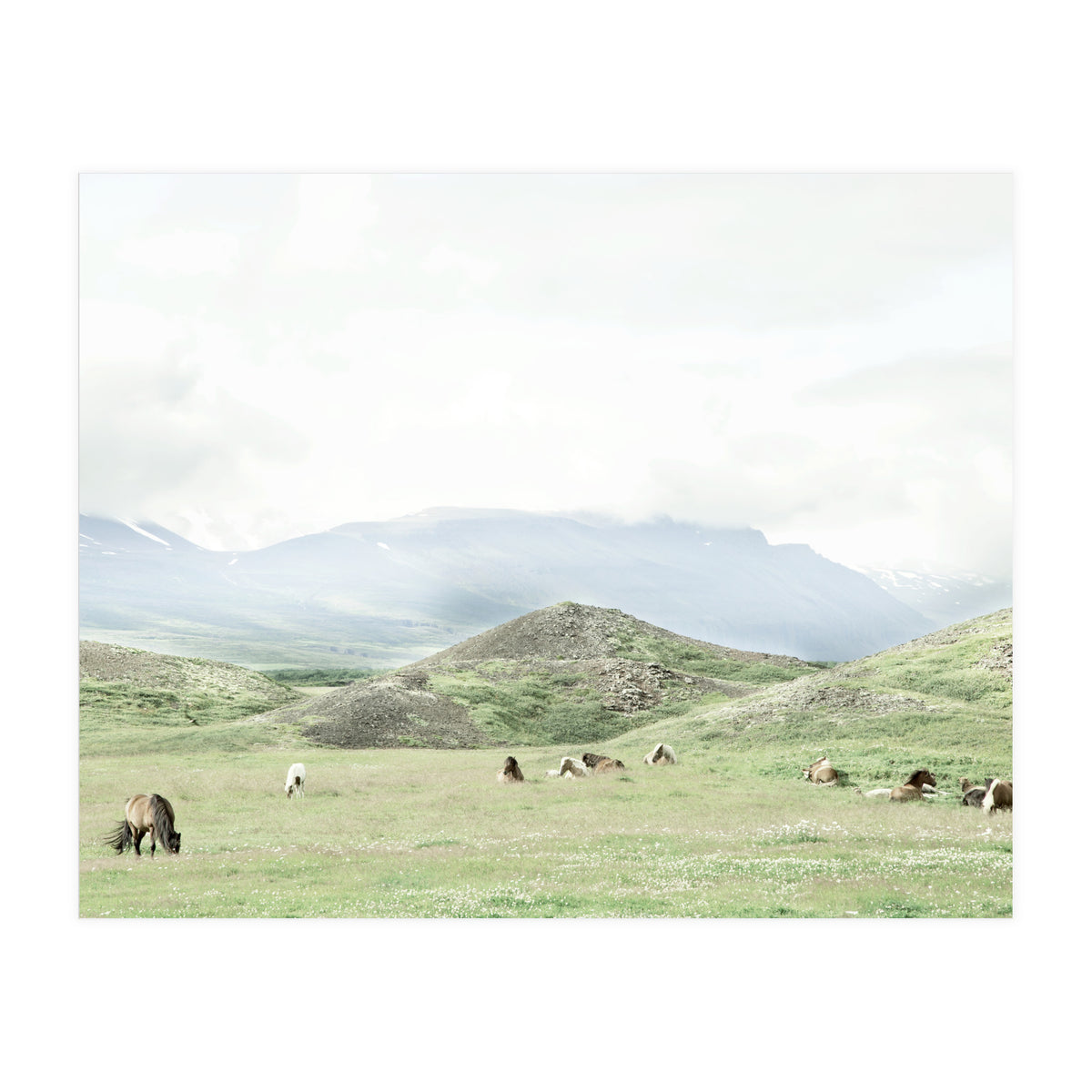 Relaxing horses on a sunny day calm field - Iceland (Print Only)