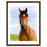 Brown Horse thumbnail