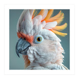 Salmon Crested Cockatoo Close Up Portrait (Print Only) thumbnail