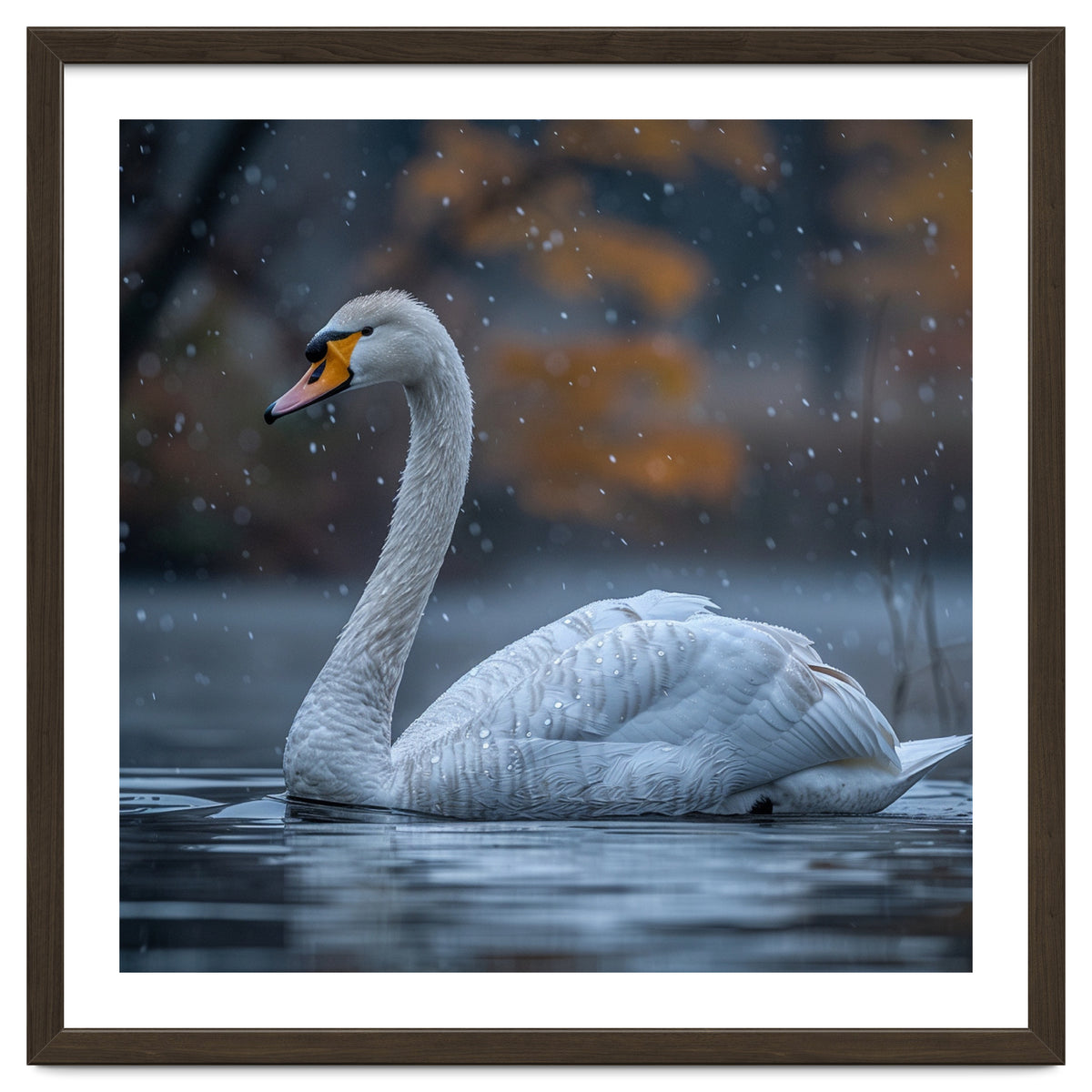 Swan Floating Gracefully On Water In Autumn