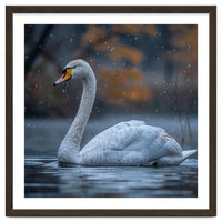 Swan Floating Gracefully On Water In Autumn