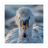 Close Up Of A Swan In Frost Winter Bird Close Up (Print Only) thumbnail