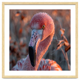 Close Up Of A Pink Flamingo Head In Sunlight thumbnail