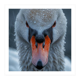 Close Up Of A Swan's Face With Water Droplets (Print Only) thumbnail