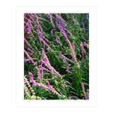 Lavender Flowers (Print Only) thumbnail