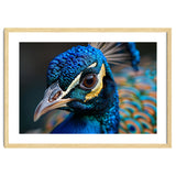 Close Up Of A Peacock Head And Eye thumbnail