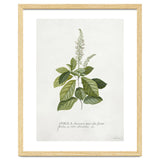 Georg Dionysius Ehret – Cinnamomum Illustration (1708–1770) thumbnail
