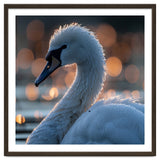 Close-up Shot of a Swan with Water Droplets thumbnail