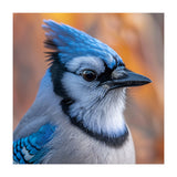 Blue Jay Bird Close Up Detailed Portrait (Print Only) thumbnail