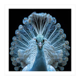 Majestic White Peacock Displaying Its Feathers (Print Only) thumbnail