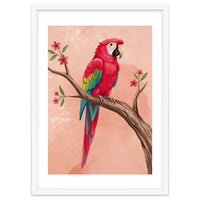 Red Macaw Parrot Bird Forest