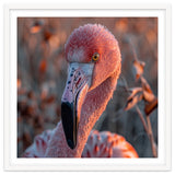 Close Up Of A Pink Flamingo Head In Sunlight thumbnail