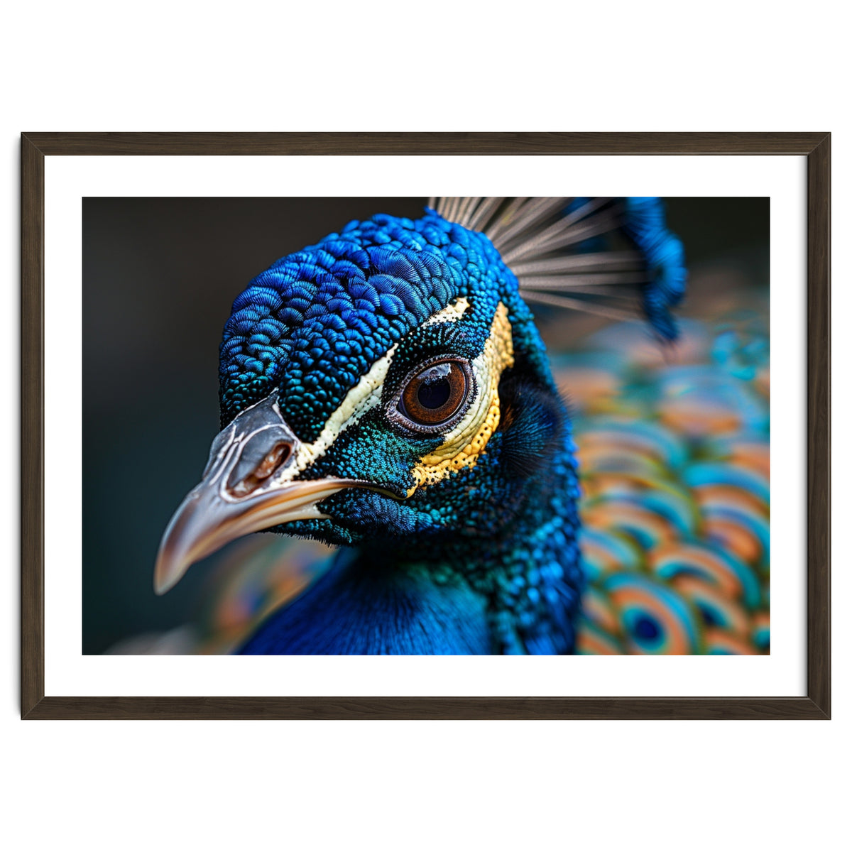 Close Up Of A Peacock Head And Eye