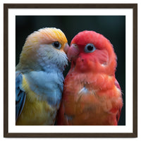 Two Lovebirds Nuzzling Close Up Portrait