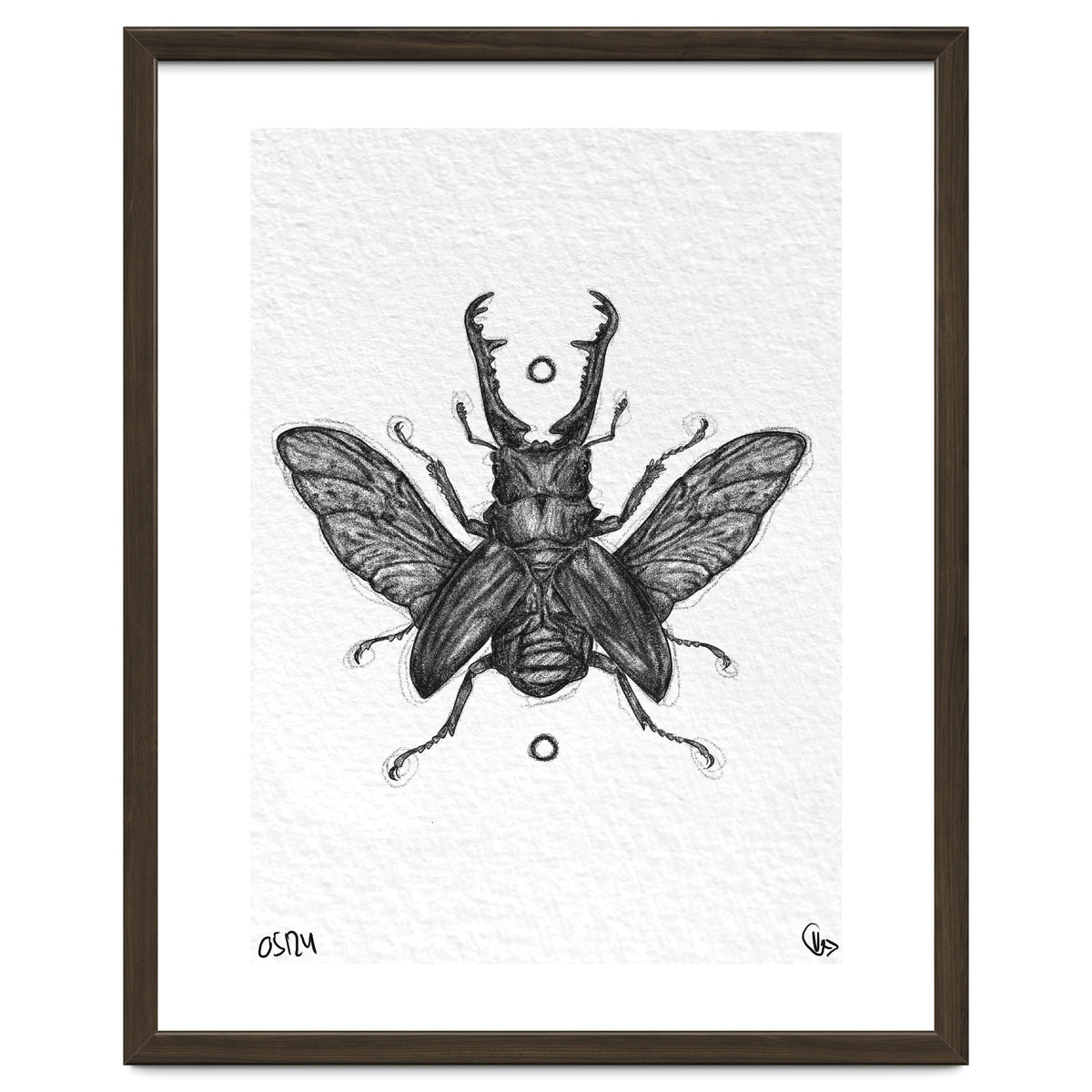 Giraffen Hirschkäfer