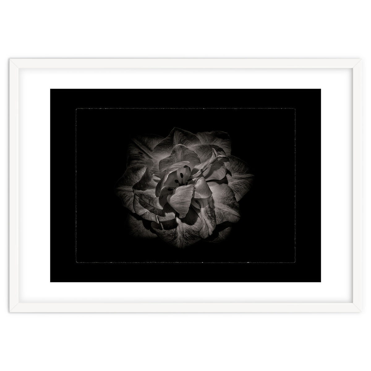 Backyard Flowers In Black And White No 81 with Border